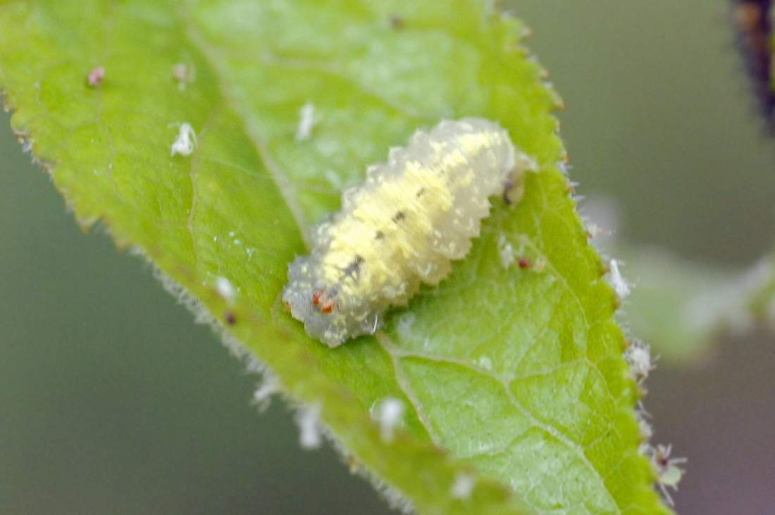 Larve di Syrphus da ID