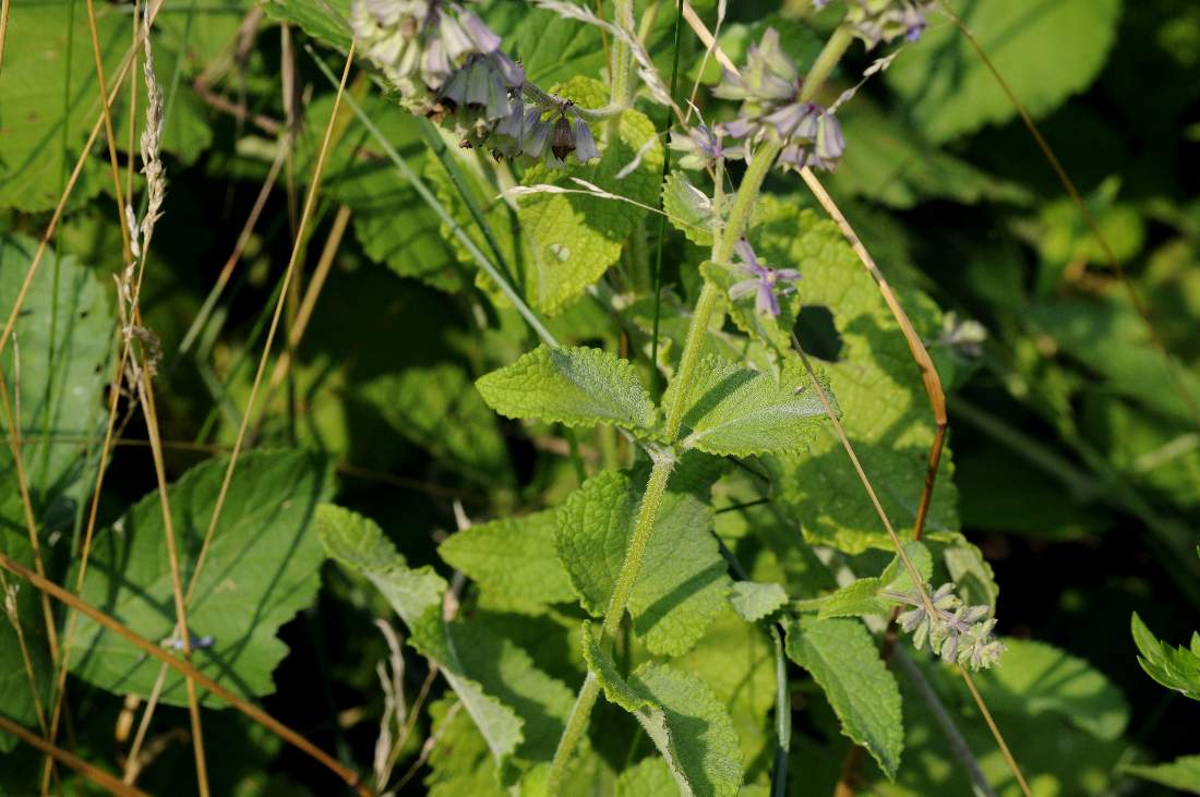 Salvia verticillata / Salvia spuria