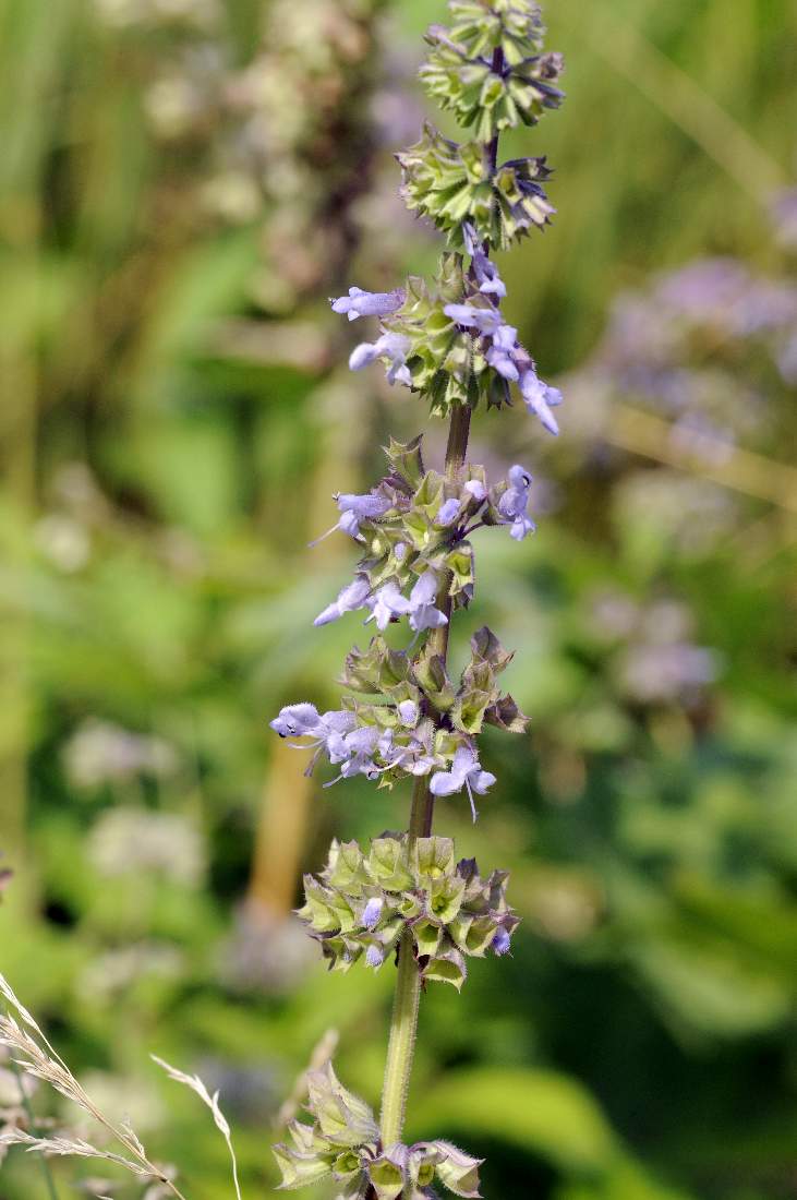 Salvia verticillata / Salvia spuria