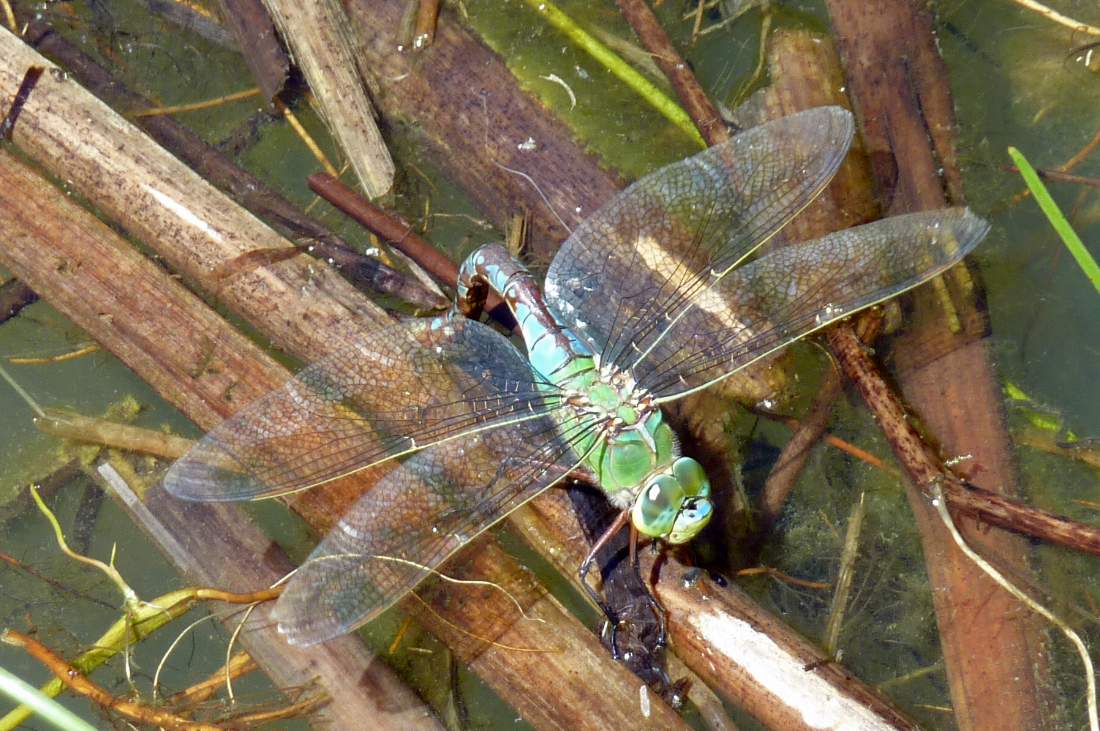 Libellula da ID in ovodeposizione: Anax imperator