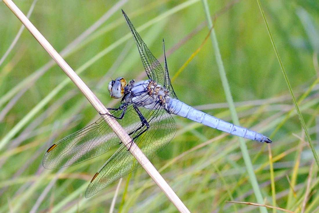 Libellula da ID