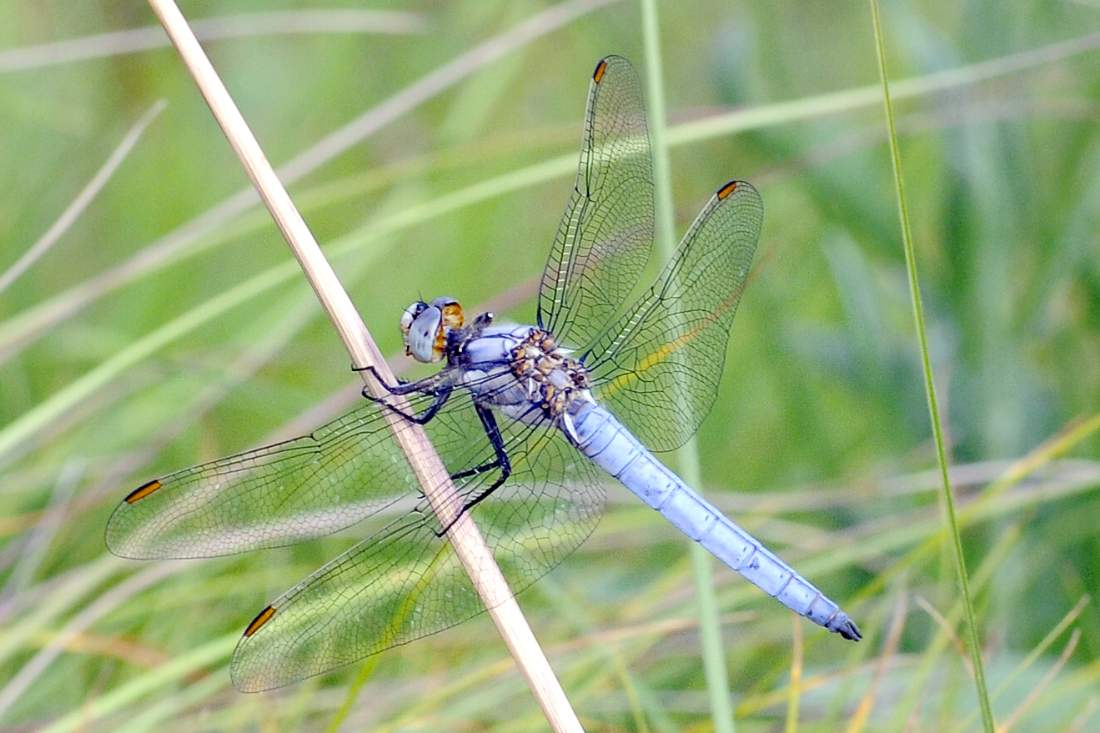 Libellula da ID