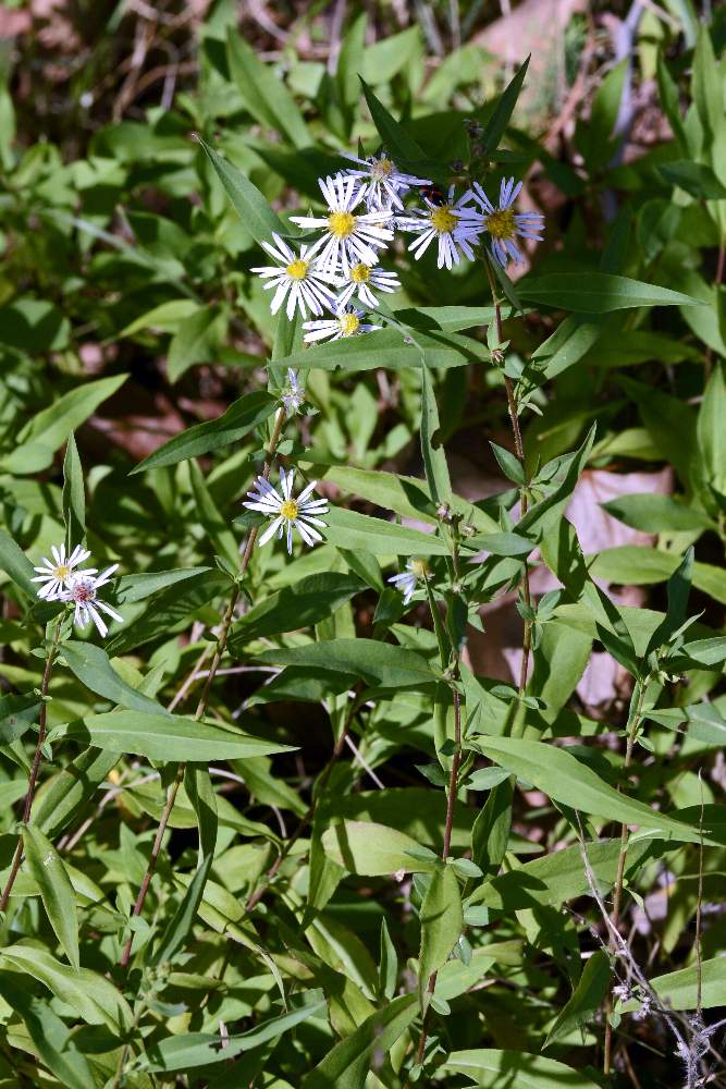 Symphyiotrichum sp. (Asteraceae)