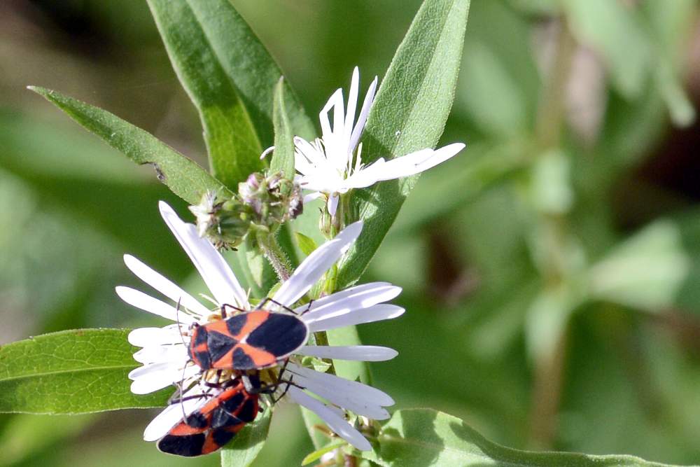 Symphyiotrichum sp. (Asteraceae)