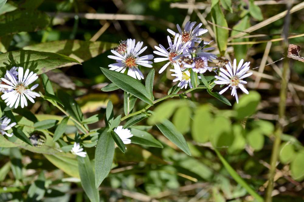 Symphyiotrichum sp. (Asteraceae)