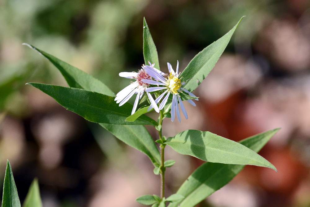 Symphyiotrichum sp. (Asteraceae)