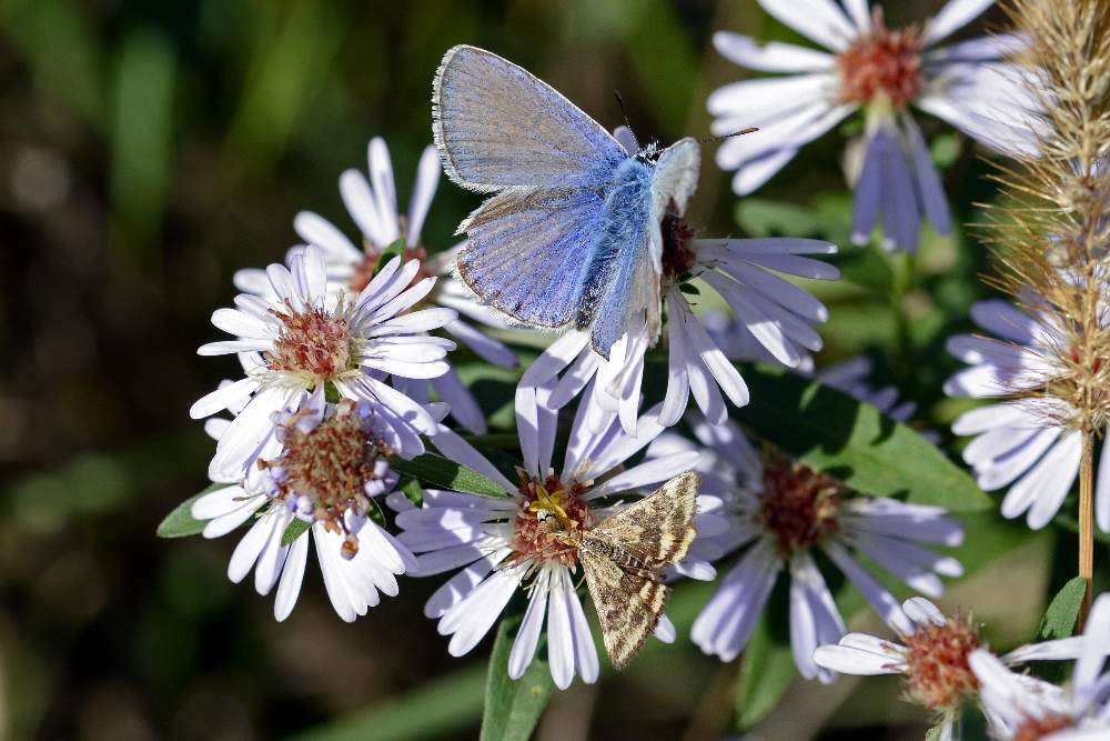 Symphyiotrichum sp. (Asteraceae)