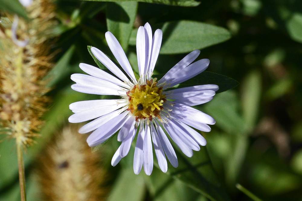 Symphyiotrichum sp. (Asteraceae)