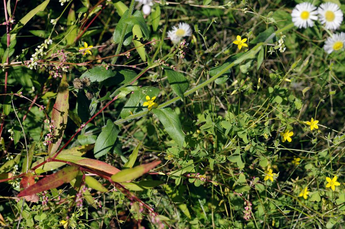 Erigeron annuus