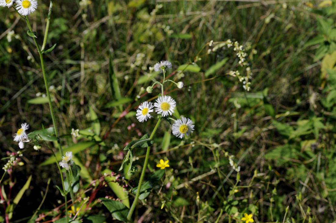 Erigeron annuus