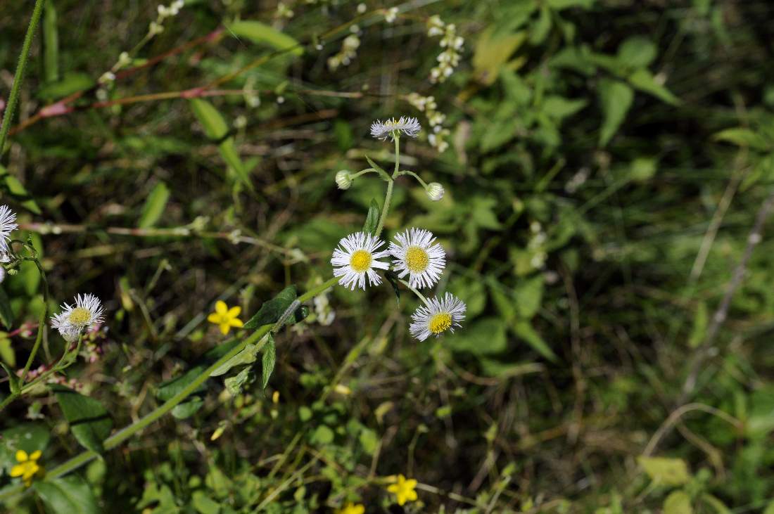 Erigeron annuus