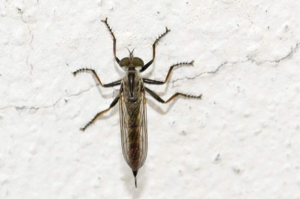 Asilidae, femmina da id.