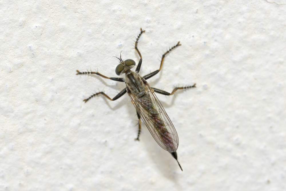 Asilidae, femmina da id.