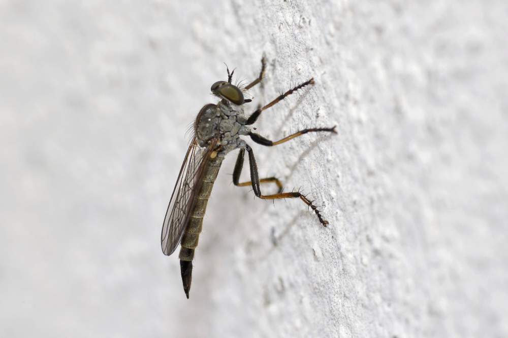 Asilidae, femmina da id.