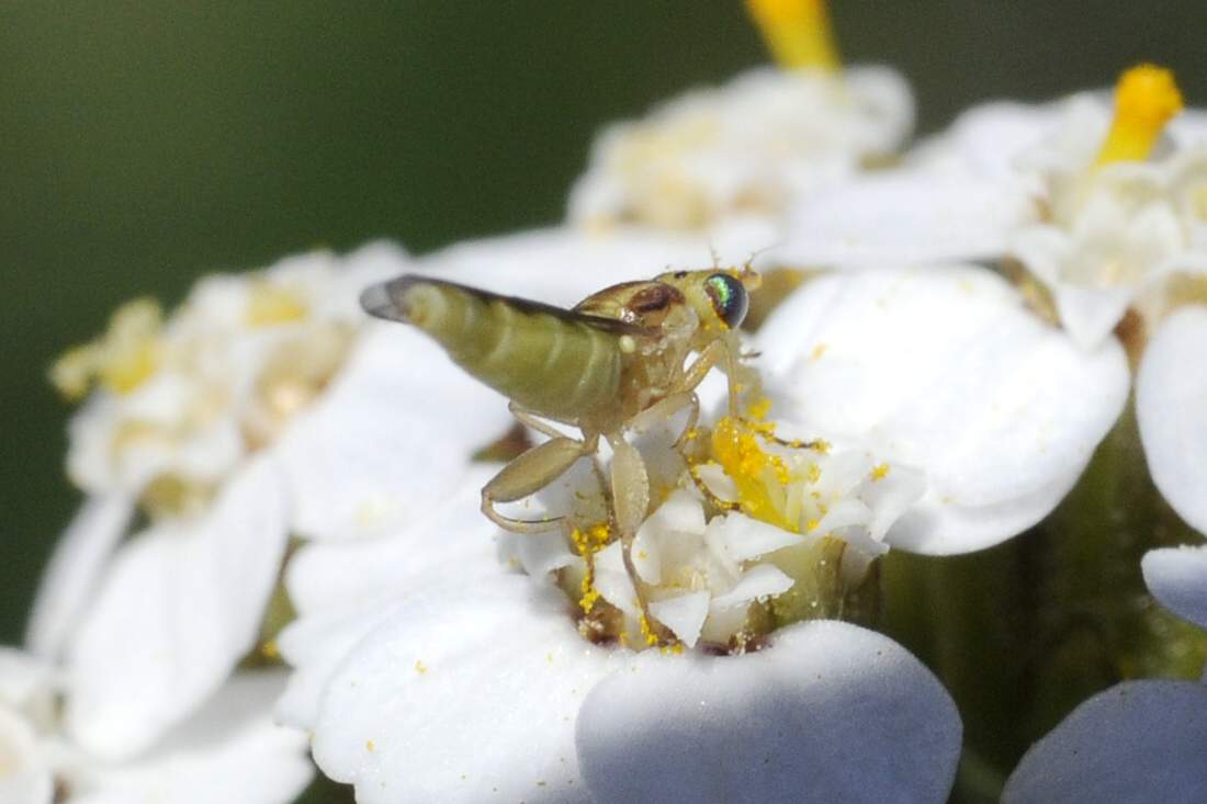 Mosca dagli occhi blu: Meromyza sp. (Chloropidae)