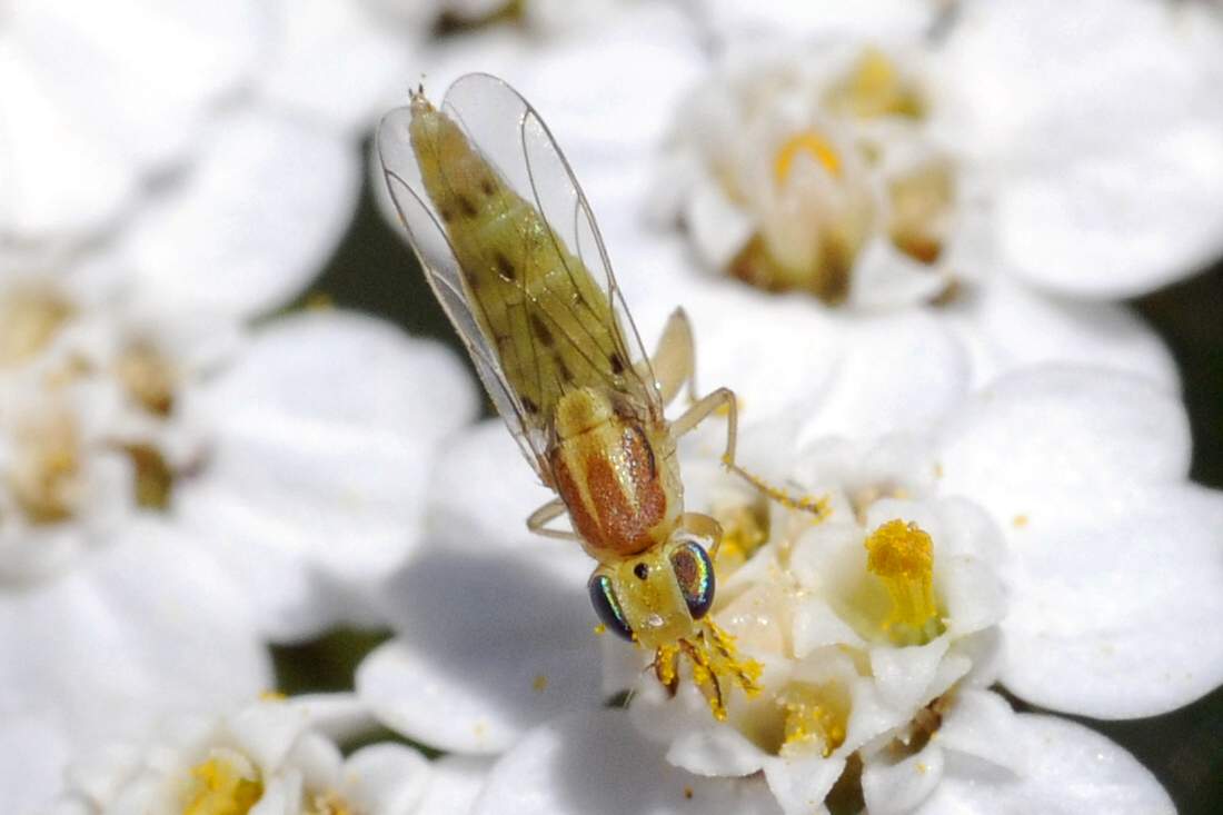 Mosca dagli occhi blu: Meromyza sp. (Chloropidae)