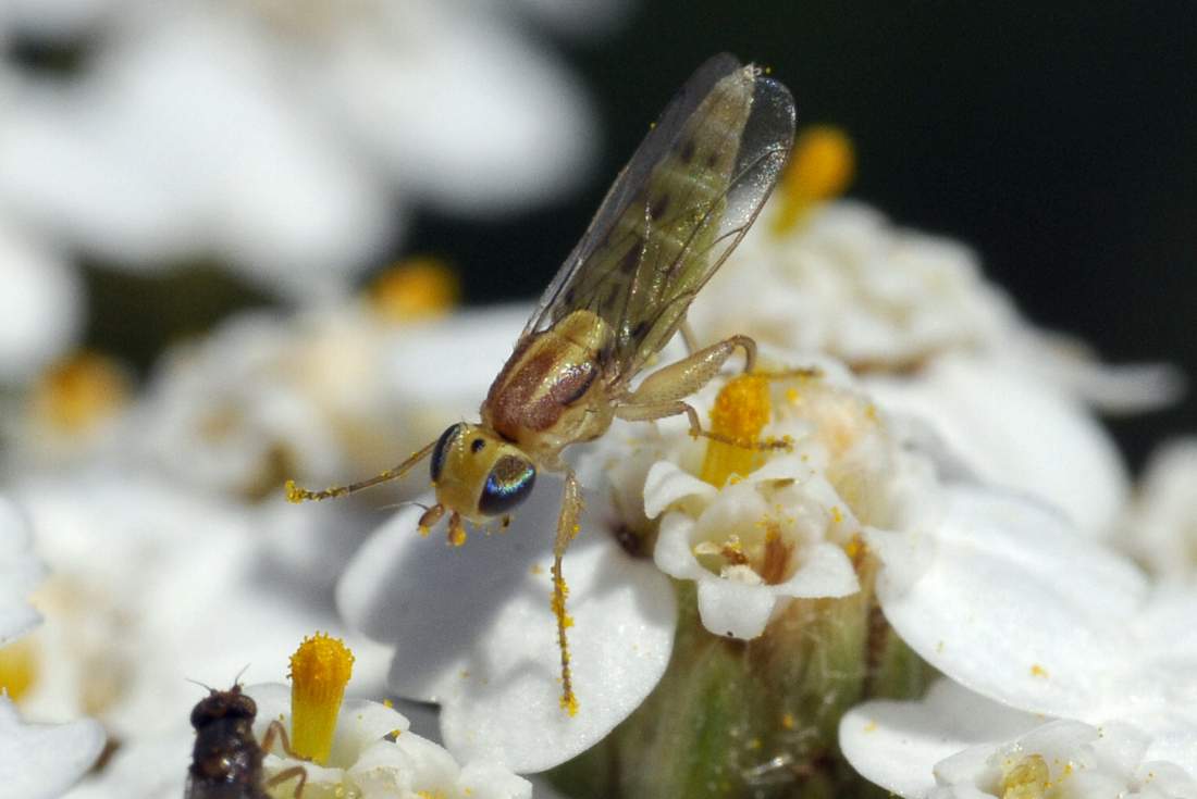 Mosca dagli occhi blu: Meromyza sp. (Chloropidae)