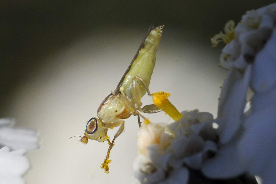 Mosca dagli occhi blu: Meromyza sp. (Chloropidae)