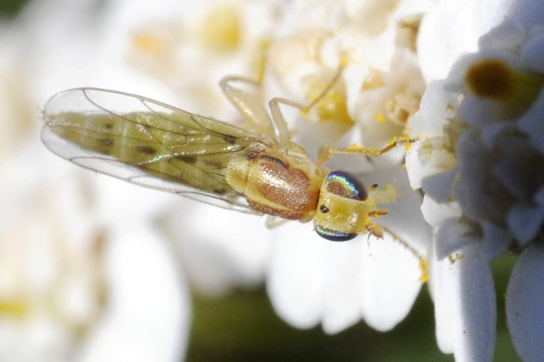 Mosca dagli occhi blu: Meromyza sp. (Chloropidae)