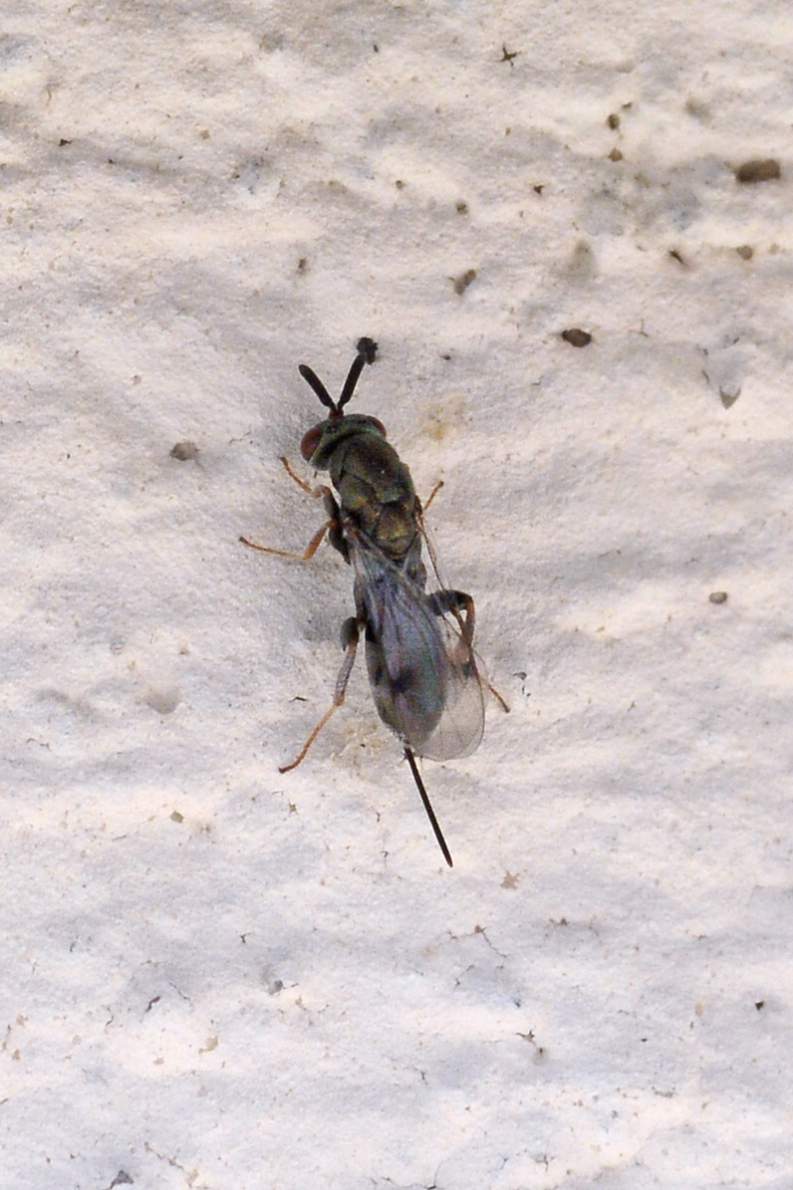 Mosca (spero) da ID