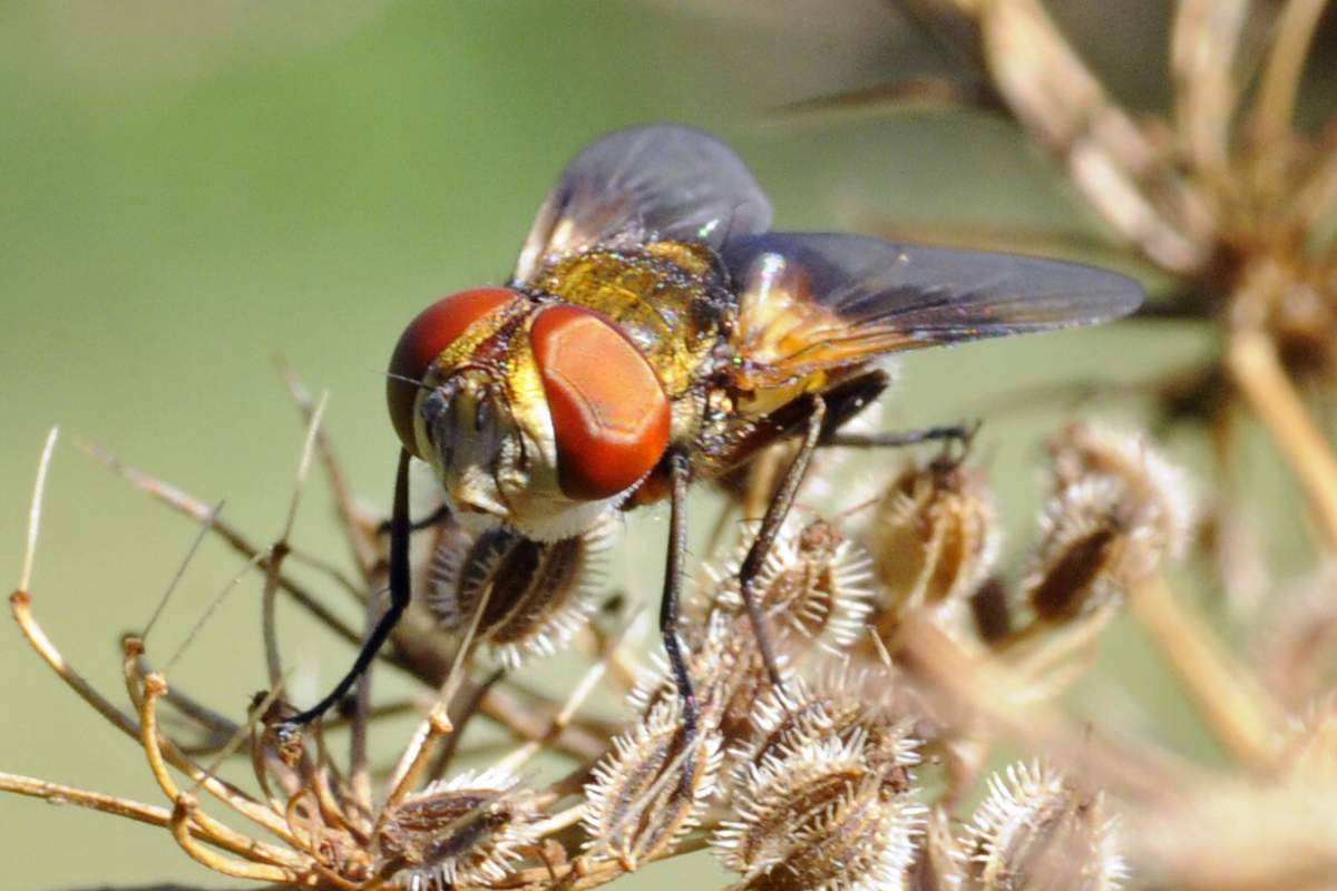 Mosca occhi rossi da Identificare