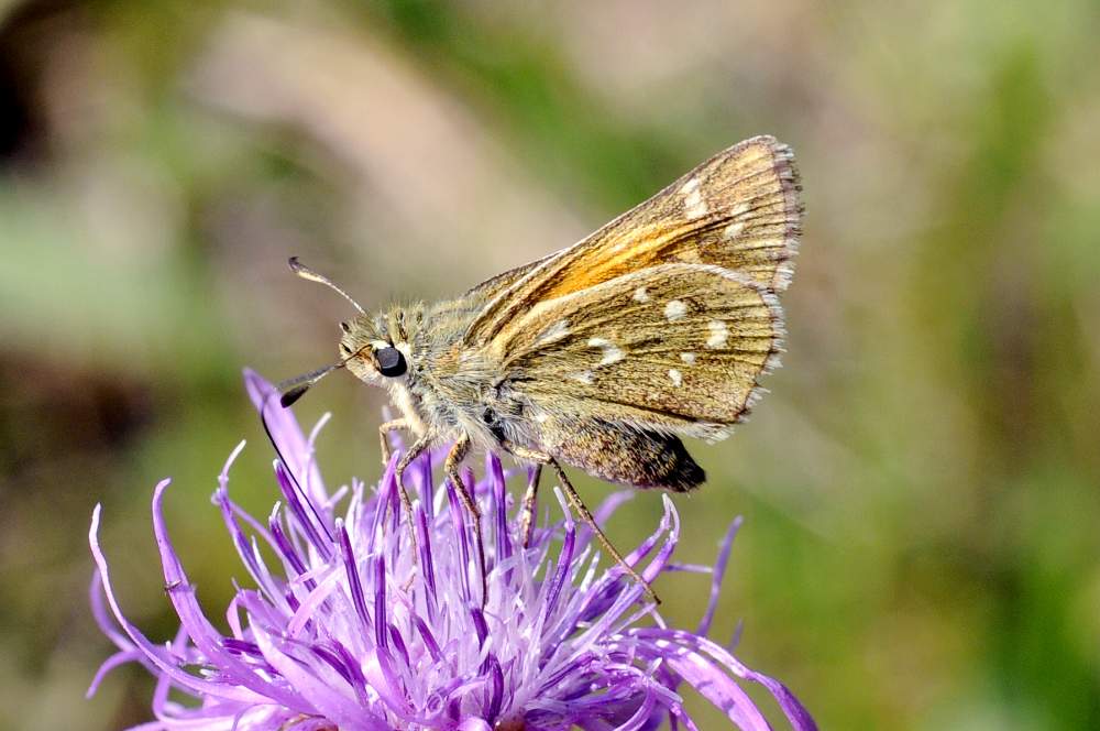 Hesperia comma