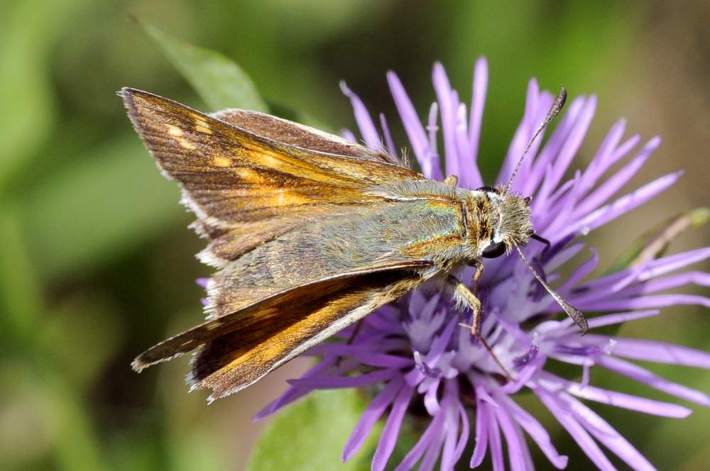 Hesperia comma