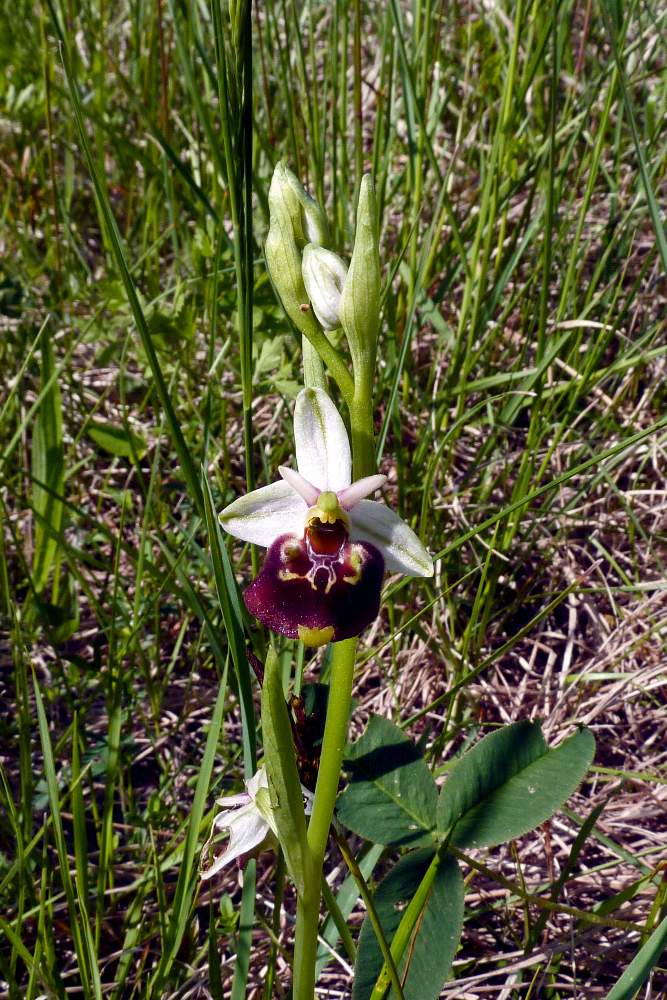 Moriago (TV) 4 - Ophrys gr. fuciflora