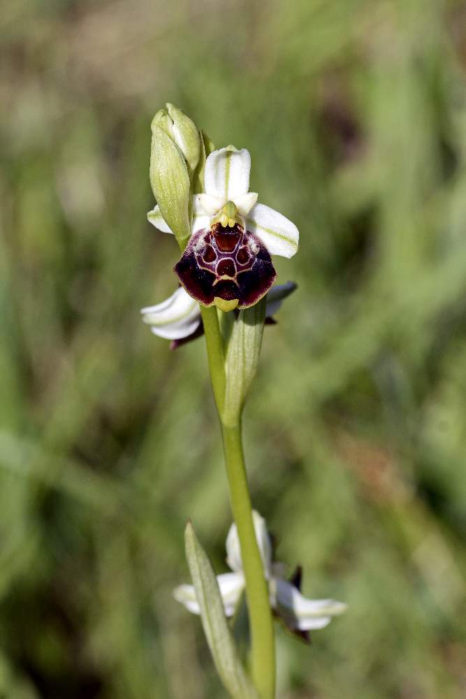 Moriago (TV) 1 - Ophrys fuciflora