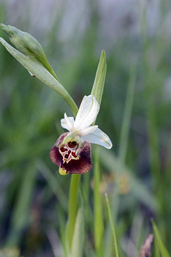 Moriago (TV) 2 - Ophrys fuciflora