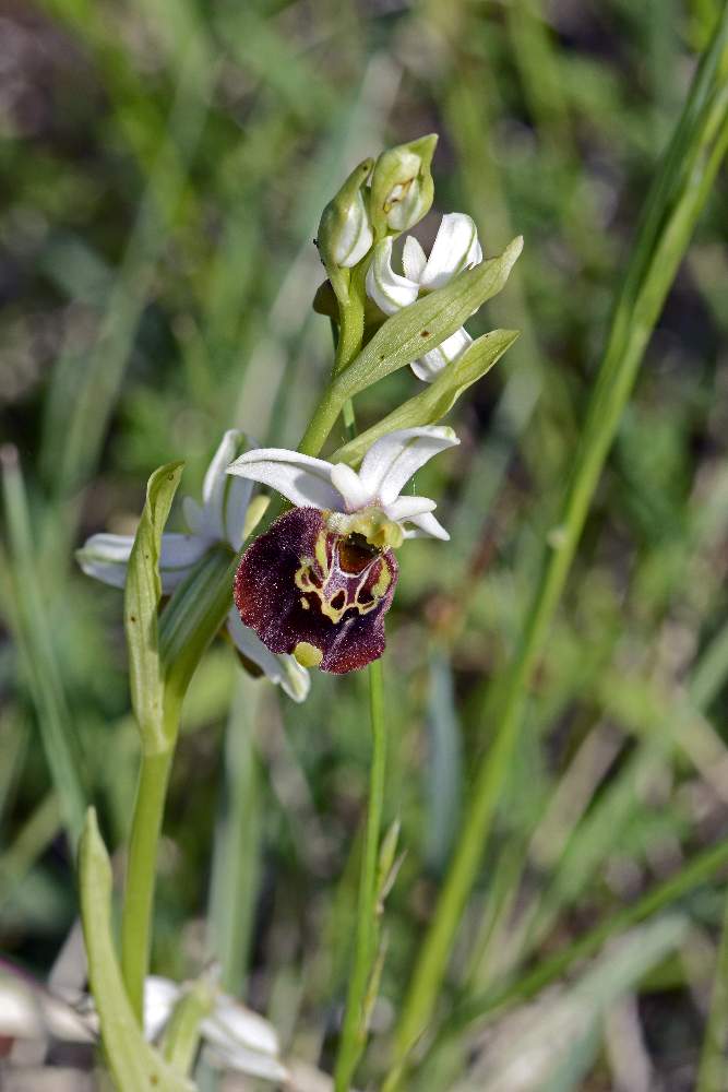 Moriago (TV) 3 - Ophrys  fuciflora