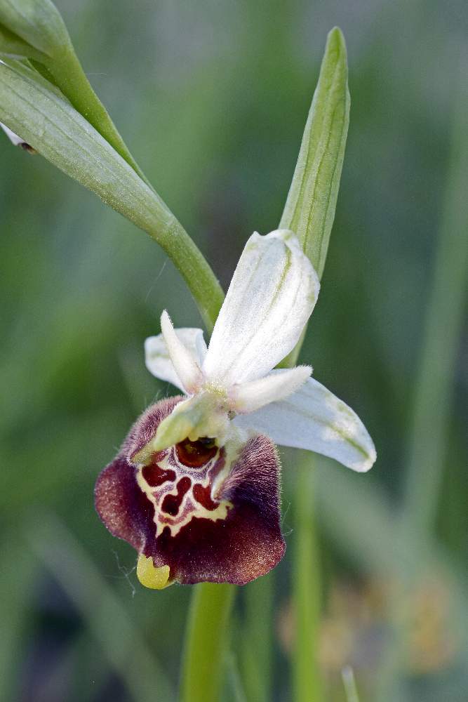 Moriago (TV) 2 - Ophrys fuciflora