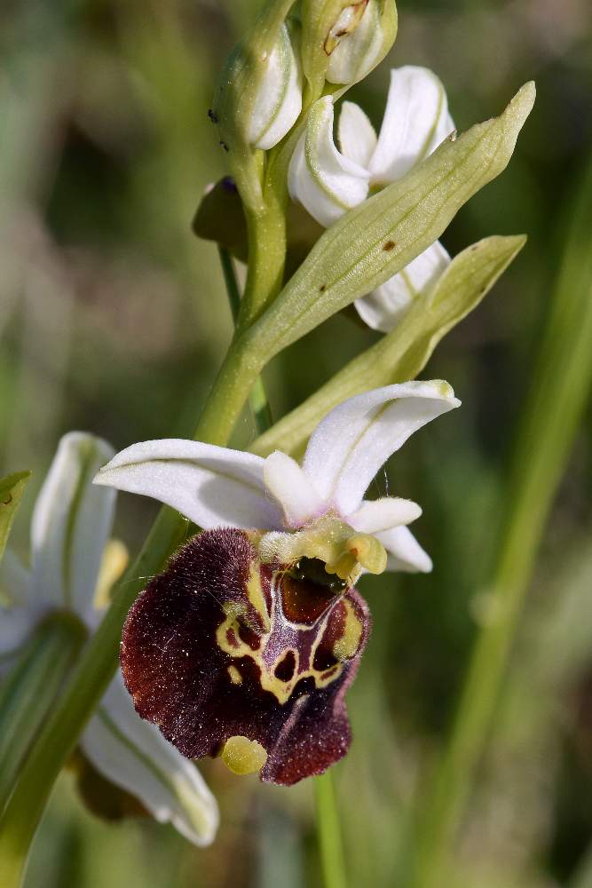 Moriago (TV) 3 - Ophrys  fuciflora