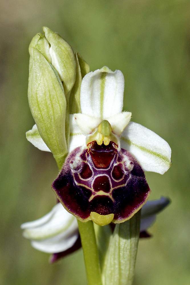 Moriago (TV) 1 - Ophrys fuciflora