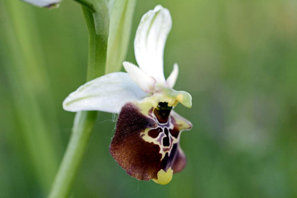 Moriago (TV) 2 - Ophrys fuciflora