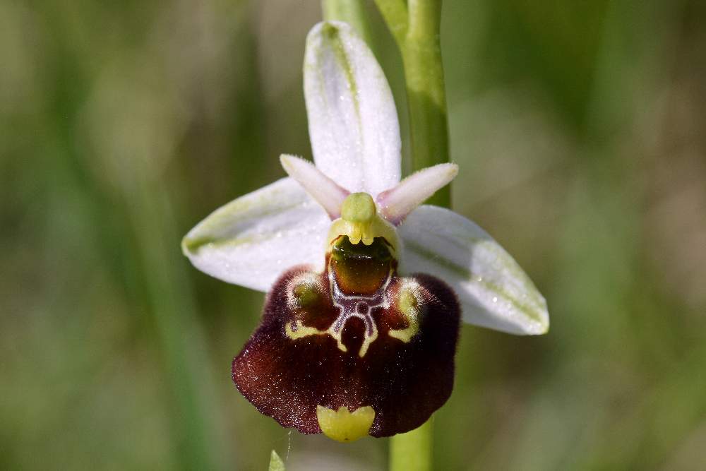 Moriago (TV) 4 - Ophrys gr. fuciflora