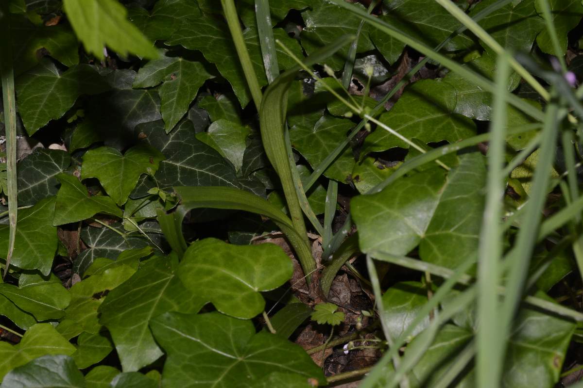 Anacamptis pyramidalis