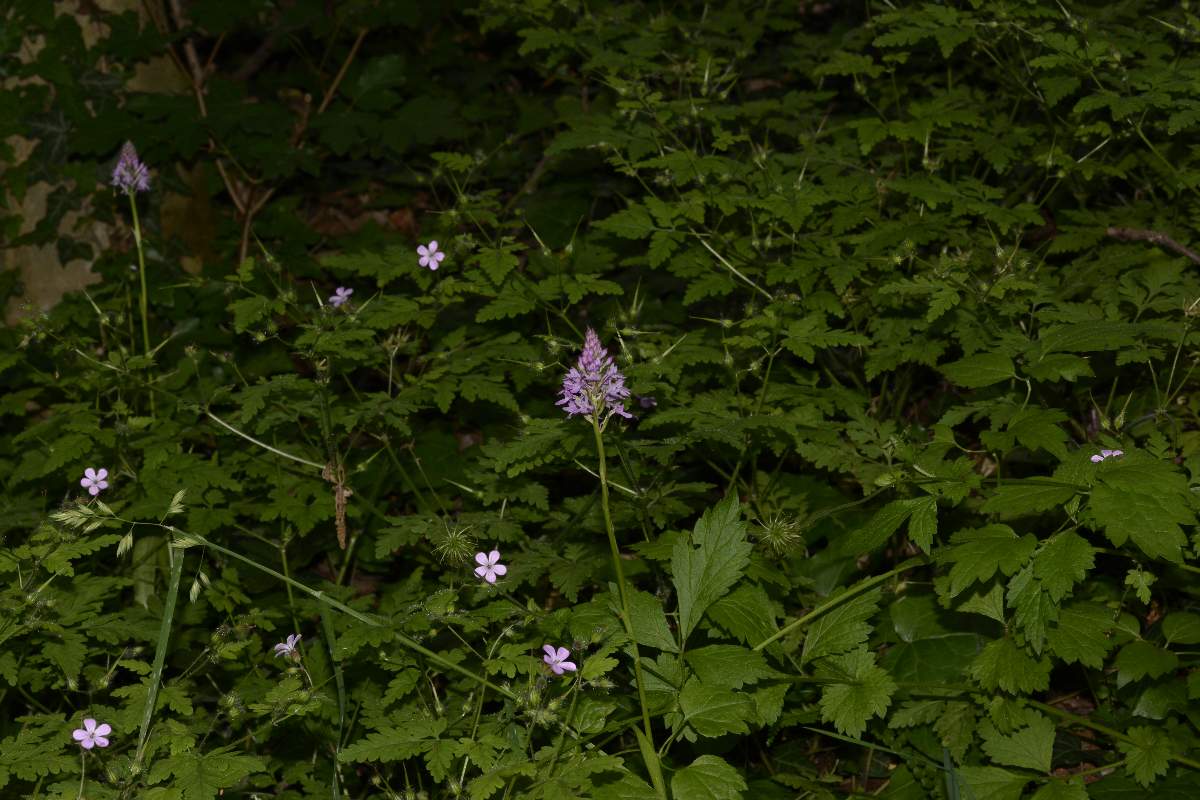 Anacamptis pyramidalis