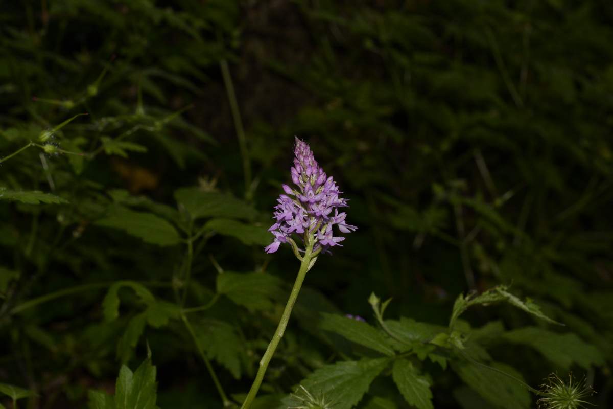 Anacamptis pyramidalis