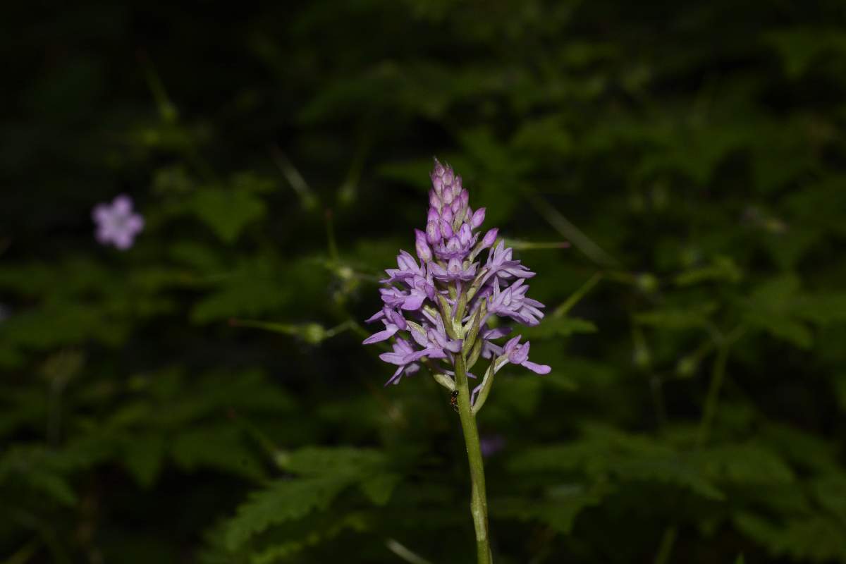 Anacamptis pyramidalis