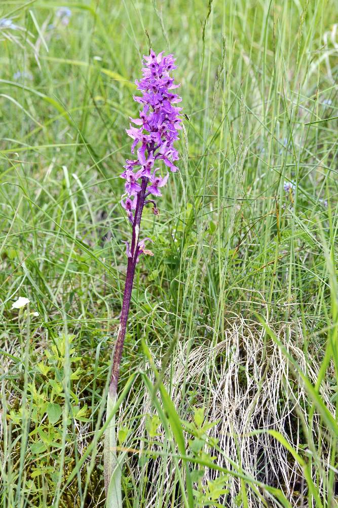 Orchis mascula subsp. speciosa