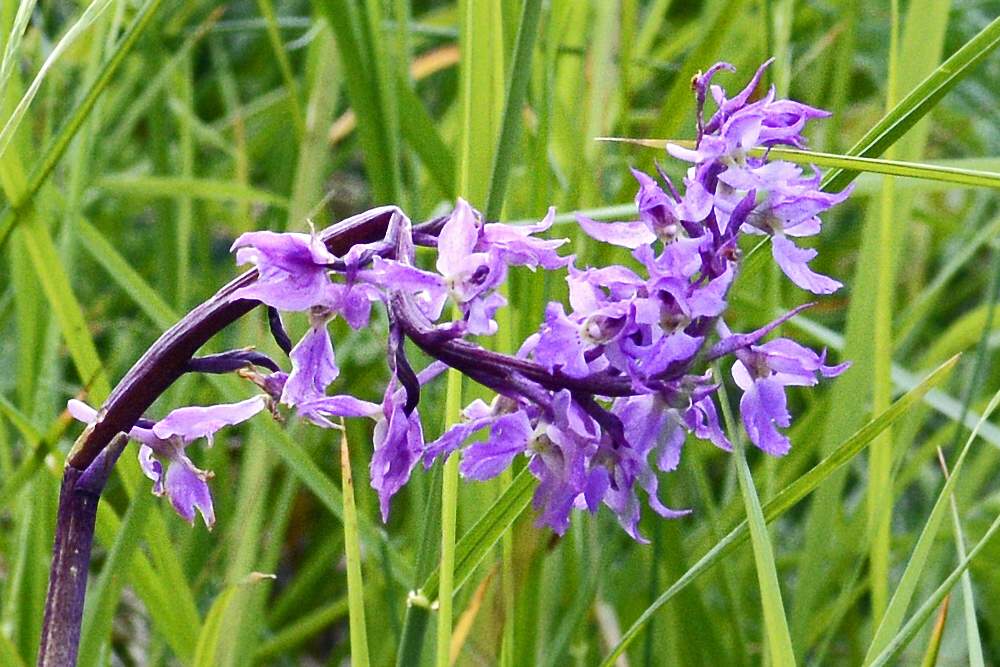 Orchis mascula subsp. speciosa