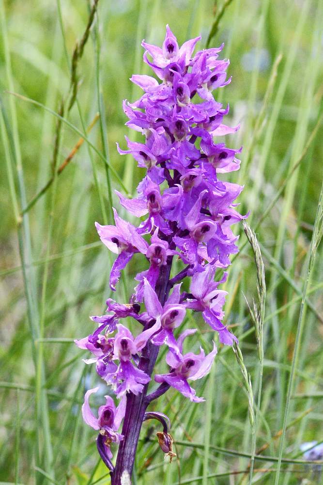 Orchis mascula subsp. speciosa