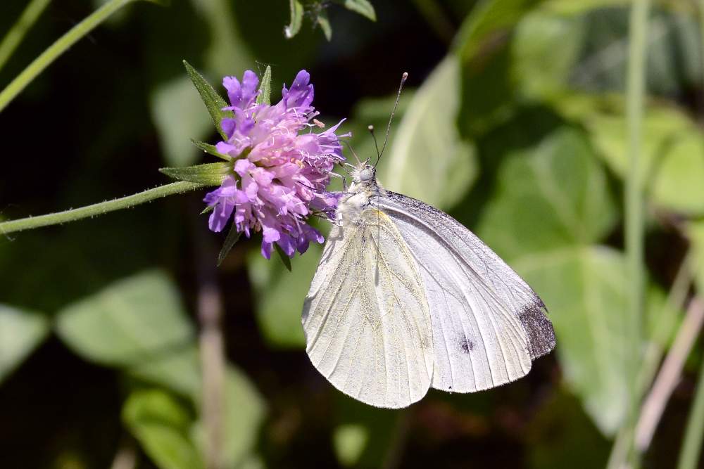 Pieris da confermare