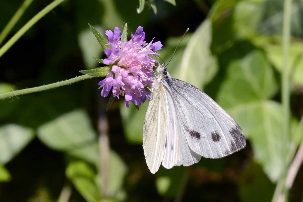 Pieris da confermare