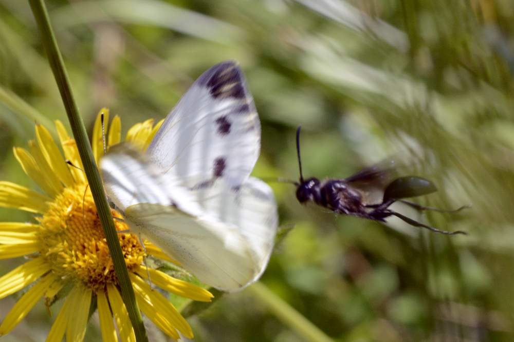 Pieris da confermare