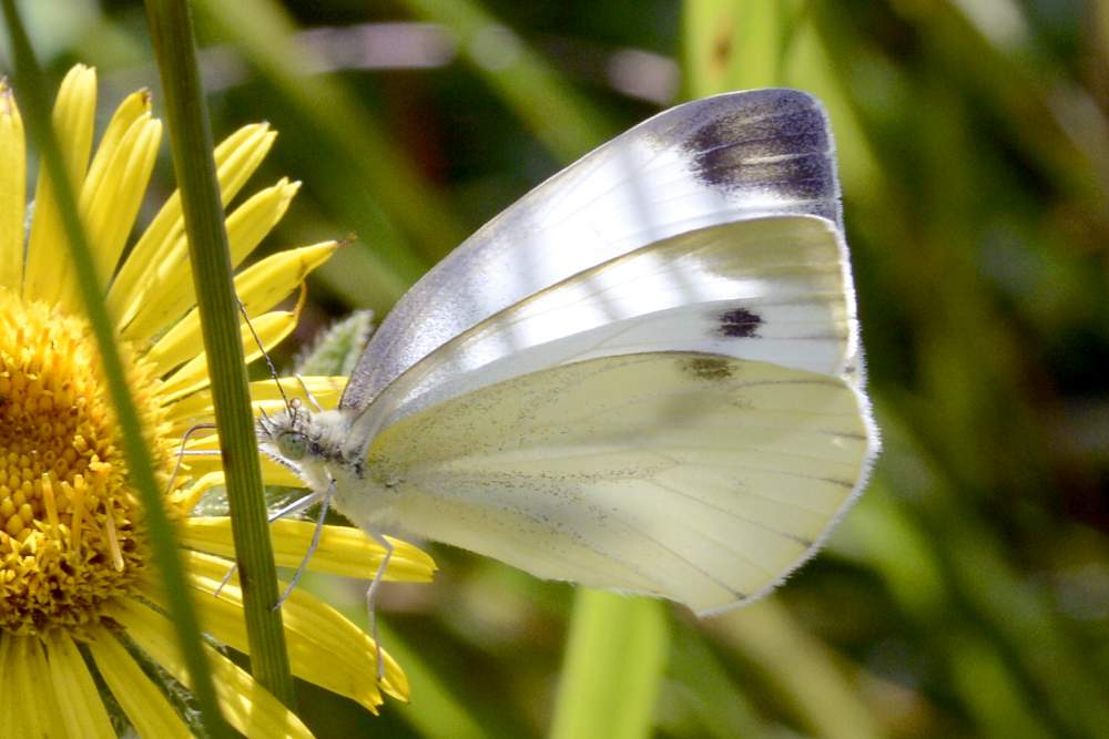 Pieris da confermare