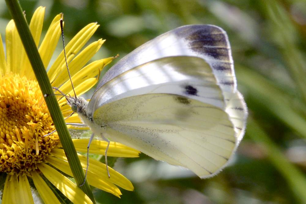 Pieris da confermare