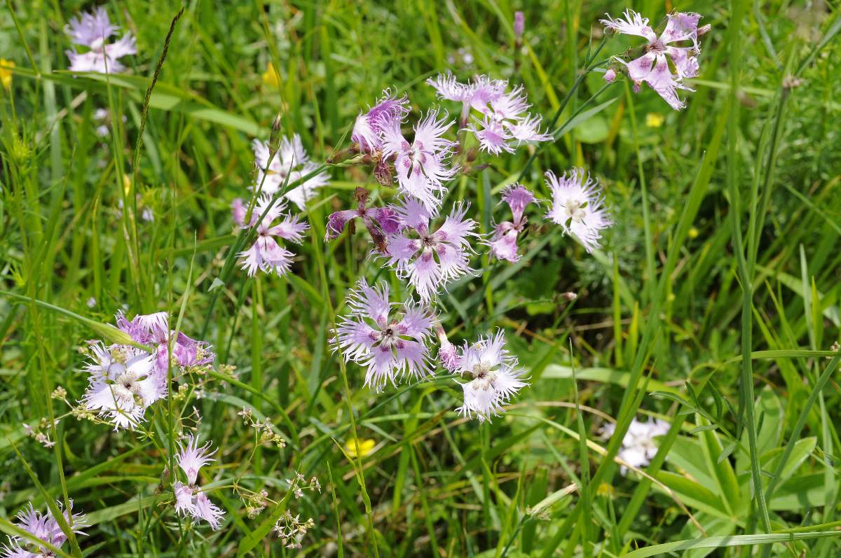 Dianthus da catalogare