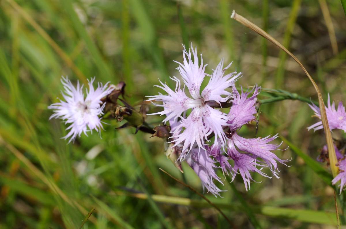 Dianthus da catalogare